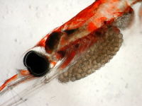 The head of a female krill of the sac-spawning species Nematoscelis difficilis with her brood sac. The eggs have a diameter of 0.3 – 0.4 mm.