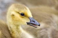 Yellow plumage of gosling