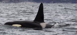 A male orca with its characteristic tall dorsal fin swims in the waters near Tysfjord, Norway