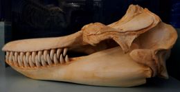 The orca skull.