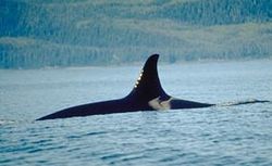 Dorsal fin and saddle patch of an orca, most likely a resident female