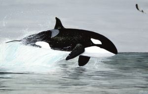 When swimming quickly, orcas sometimes leap out of the water.