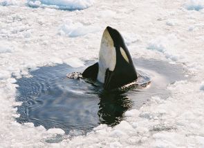 Orcas often raise their body out of the water in a behaviour called spyhopping.