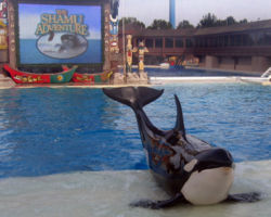 Shamu posing at Seaworld, San Diego