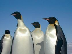 In contrast to the tiger, these Emperor penguins show that teeth and claws aren't necessary to be a carnivore. They feed on crustaceans, fish, squid and other small marine life.