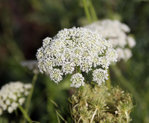 Carrot Flowers