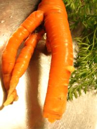 Carrots with multiple taproots (forks) are not specific cultivars, but are a byproduct of damage to earlier forks, often associated with rocky soil.