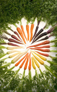 Carrots selectively bred to produce different colors