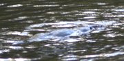 The platypus is very hard to spot even on the surface of a river.