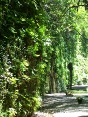 Scene along a hiking trail in Fern Canyon