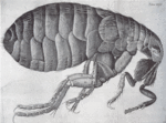 Image of a flea from Robert Hooke's Micrographia (1665), a Royal Society work.