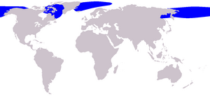 Bowhead Whale range