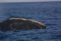 An Atlantic Northern Right Whale, clearly showing the distinctive callosities and curved mouth