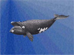 Drawing of a Pacific Northern Right Whale