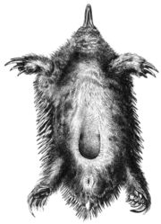 The underside of a female Short-beaked Echidna; the pouch which carries her eggs is shown in the middle of the abdomen.