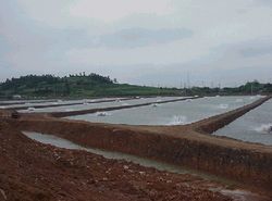 Shrimp growout pond on a farm in South Korea.