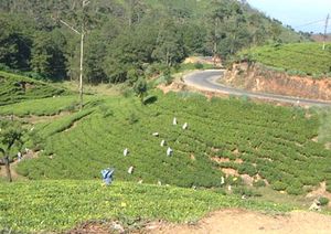 Most Hill Country Tamils in Sri Lanka still work on tea plantations similar to this one near Nuwara Eliya.