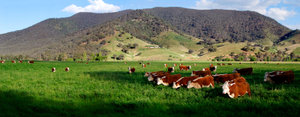 Hereford cattle grazing in a field at the Nullamunjie Olive Grove in Tongio, in Victoria, Australia.