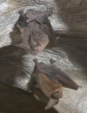 Townsend's Big-eared bats in a cave 