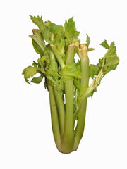 Blanched celery head.