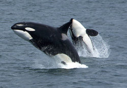 Killer Whales, also known as Orcas