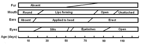 Developmental steps in the maturation of Tasmanian Devil young. The diagonal lines indicate the amount of time the changes take; for example, it takes 41 days for a devil to develop fur over all its body.