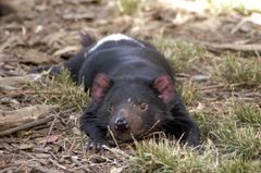 Although Tasmanian Devils are nocturnal, they like to rest in the sun. Scarring from fighting is visible next to this devil's left eye.