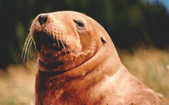 Hooker's Sea Lions may be seen along the Catlins coast.