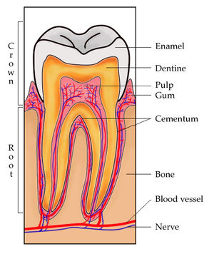 Sections of tooth undergoing development.