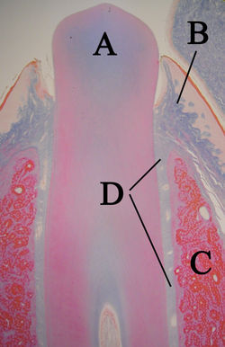 Histologic slide of tooth erupting into the mouth. A: tooth B: gingiva C: bone D: periodontal ligaments