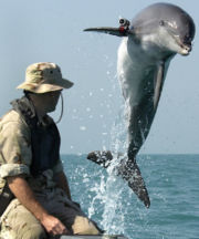 NMMP dolphins, such as the one pictured here wearing a locating pinger, performed mine clearance work in the Persian Gulf during the Iraq War.