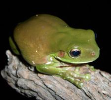 A brown and green Green Tree Frog.