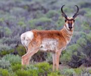 Pronghorn are commonly found on the grasslands in the park