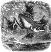 Alfred Russel Wallace's illustration of the flying frog from The Malay Archipelago (1869)