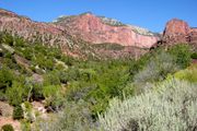 Taylor Creek with Horse Ranch Mountain in background. Desert, riparian, woodland and coniferous forest habitat can be seen in this photo.