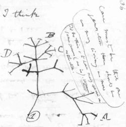 Darwin's first sketch of an evolutionary tree from his First Notebook on Transmutation of Species (1837)