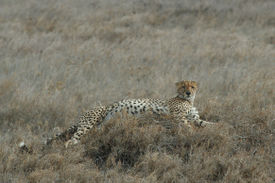 A Cheetah in Serengeti National Park, Tanzania
