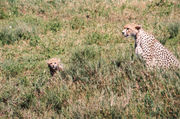 Cheetah mother with cub