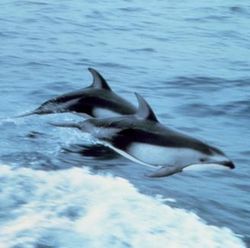 Pacific White-Sided Dolphins breaching