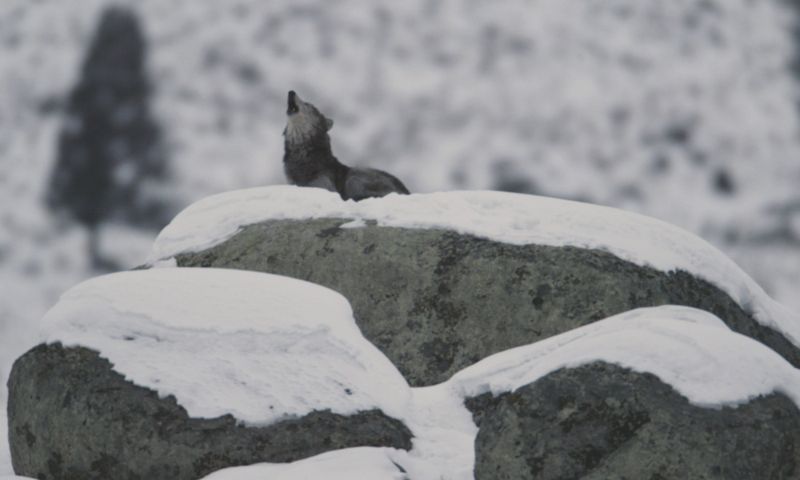 Image:Canis lupus howling on glacial erratic.jpg