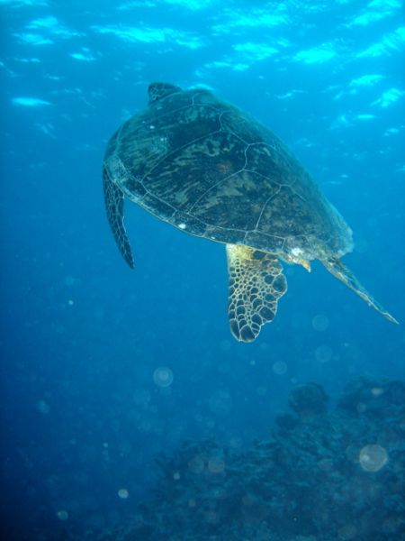 Image:Turtle06.jpg