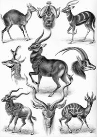 Various species of antelope from Ernst Haeckel's Kunstformen der Natur