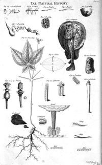 Table of natural history, 1728 Cyclopaedia