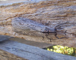 An adult antlion, camouflaged on a plank