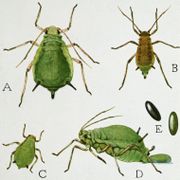 Aphid life stages. (Aphis pomi)
