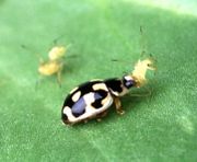 P-14 lady beetle consuming an aphid