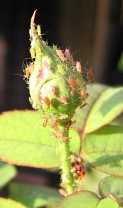 Aphids feeding on a rose bud, in the background lady beetle can be seen