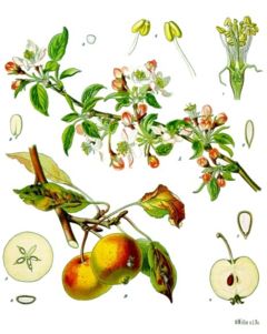 Apple tree (Malus domestica)