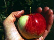 Wild Malus sieversii apple in Kazakhstan