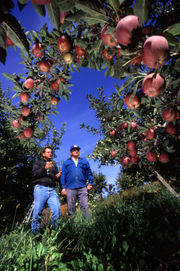 Apple orchard